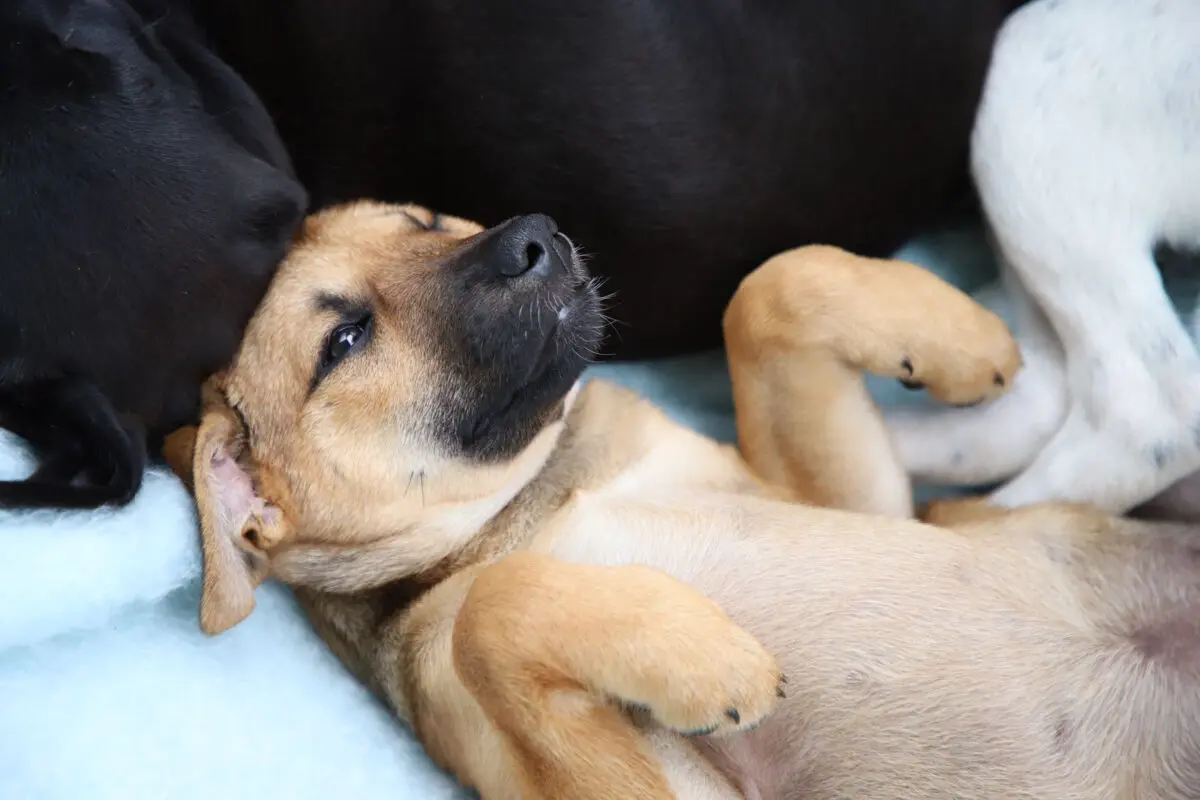 cachorro adoção