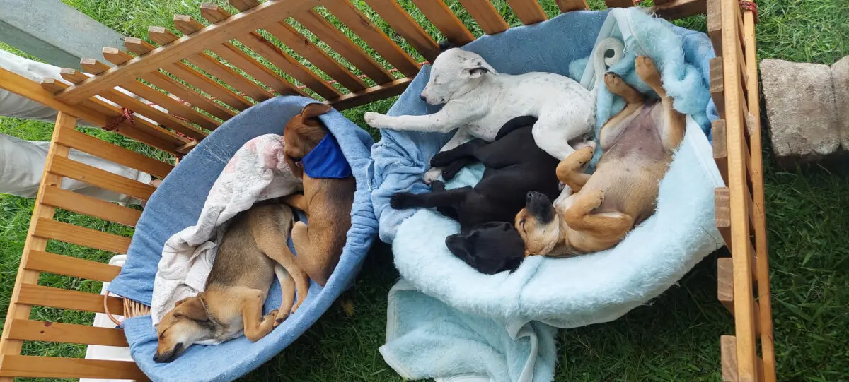 cachorros adoção