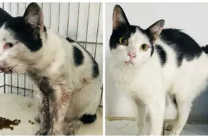 animais resgatados SEMMA