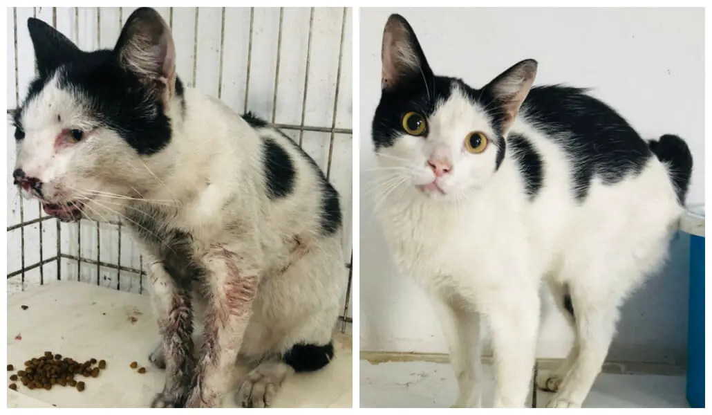 animais resgatados SEMMA