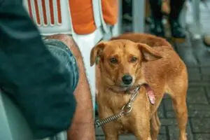 cachorro