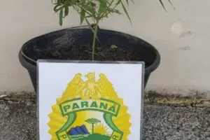 Pé de maconha e outra porção da droga foram apreendidas na casa do suspeito