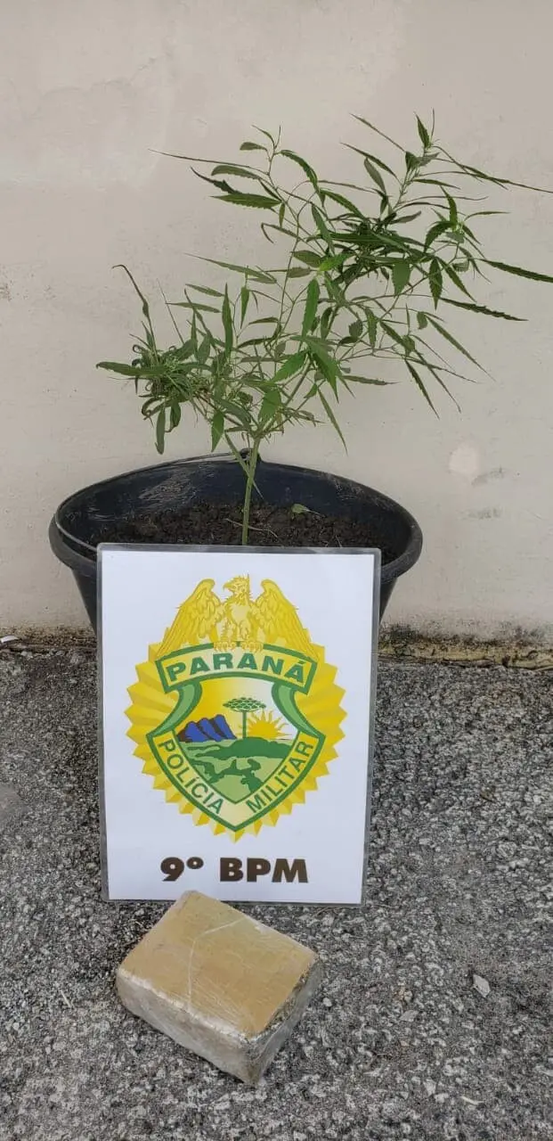 Pé de maconha e outra porção da droga foram apreendidas na casa do suspeito