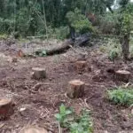 Ação da Polícia Ambiental em Guaratuba 3