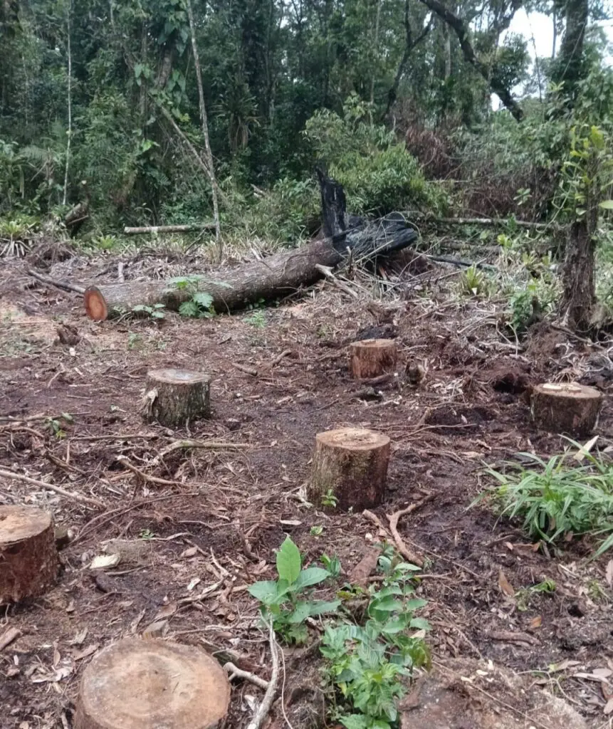 Ação da Polícia Ambiental em Guaratuba 3