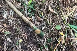 Durante as diligências policiais constataram corte de vegetação, principalmente palmito juçara