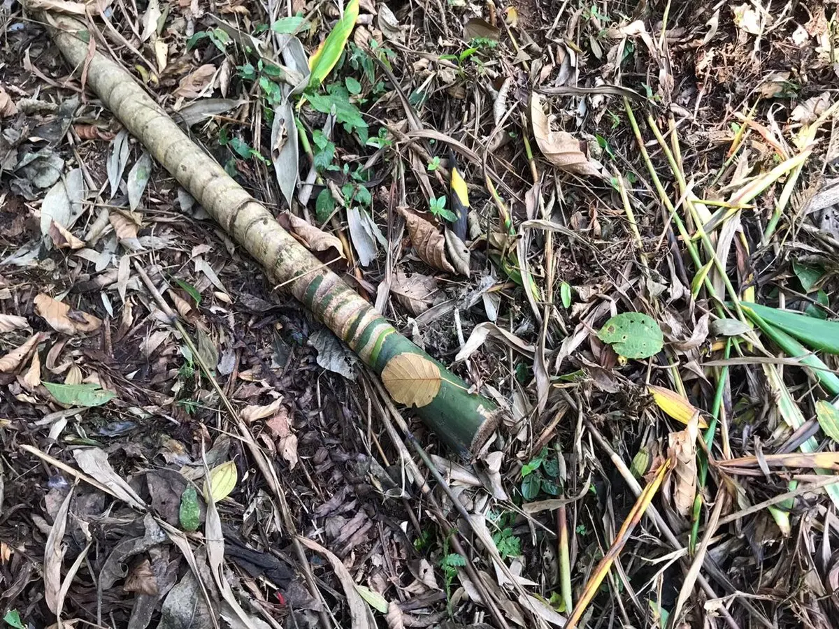 Durante as diligências policiais constataram corte de vegetação, principalmente palmito juçara