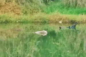 Perna foi encontrada boiando no Lago Azul