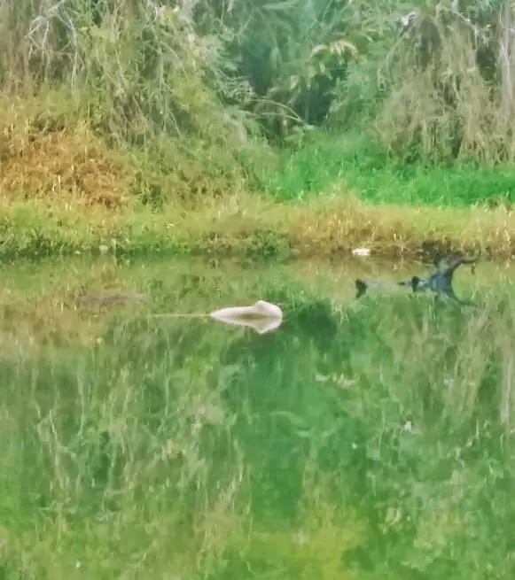 Perna foi encontrada boiando no Lago Azul