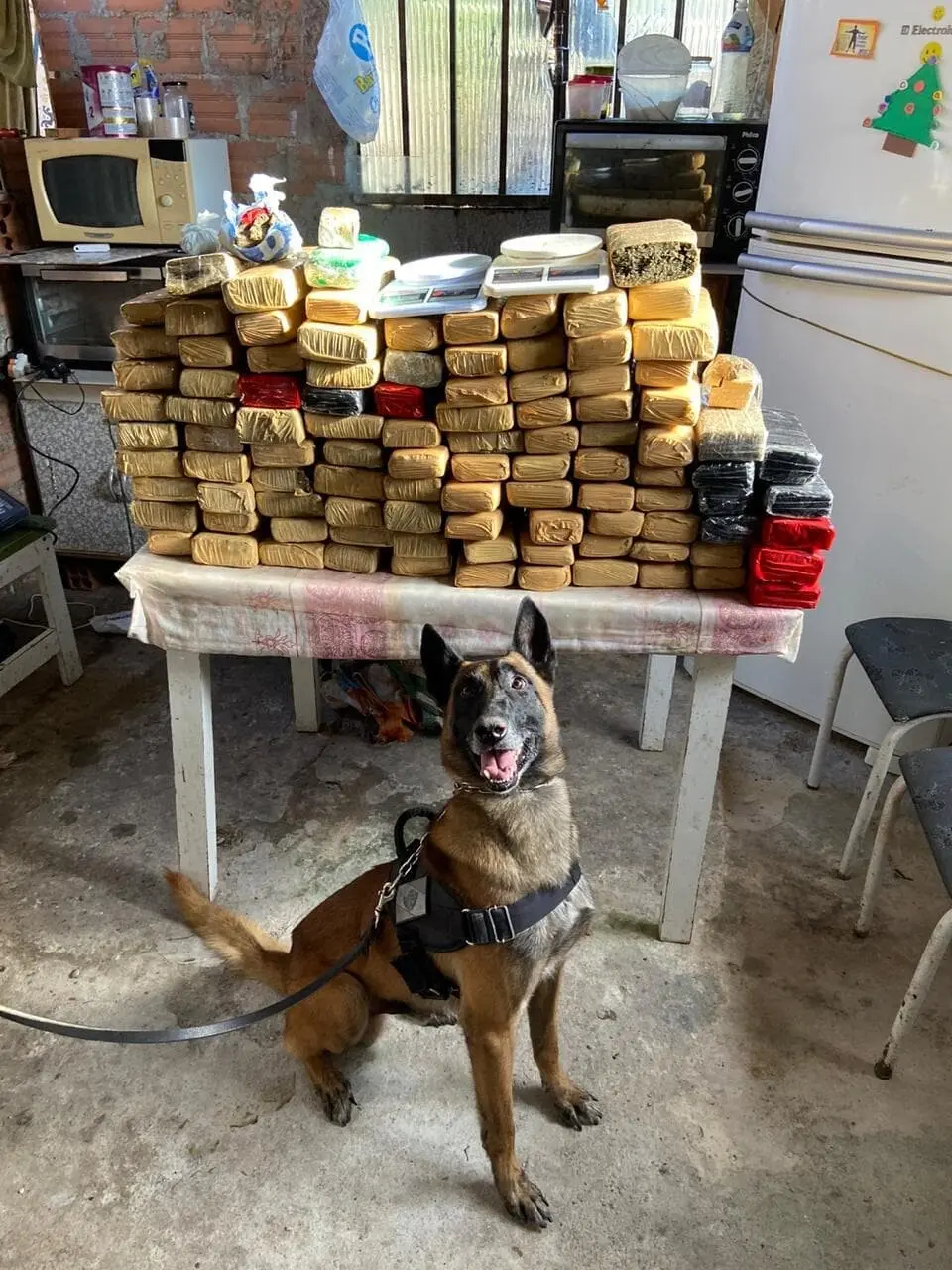 Companhia de Operações com Cães (COC), do Batalhão de Operações Especiais (Bope) participou da operação