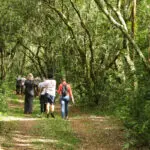A trilha dos Caminhos do Peabiru