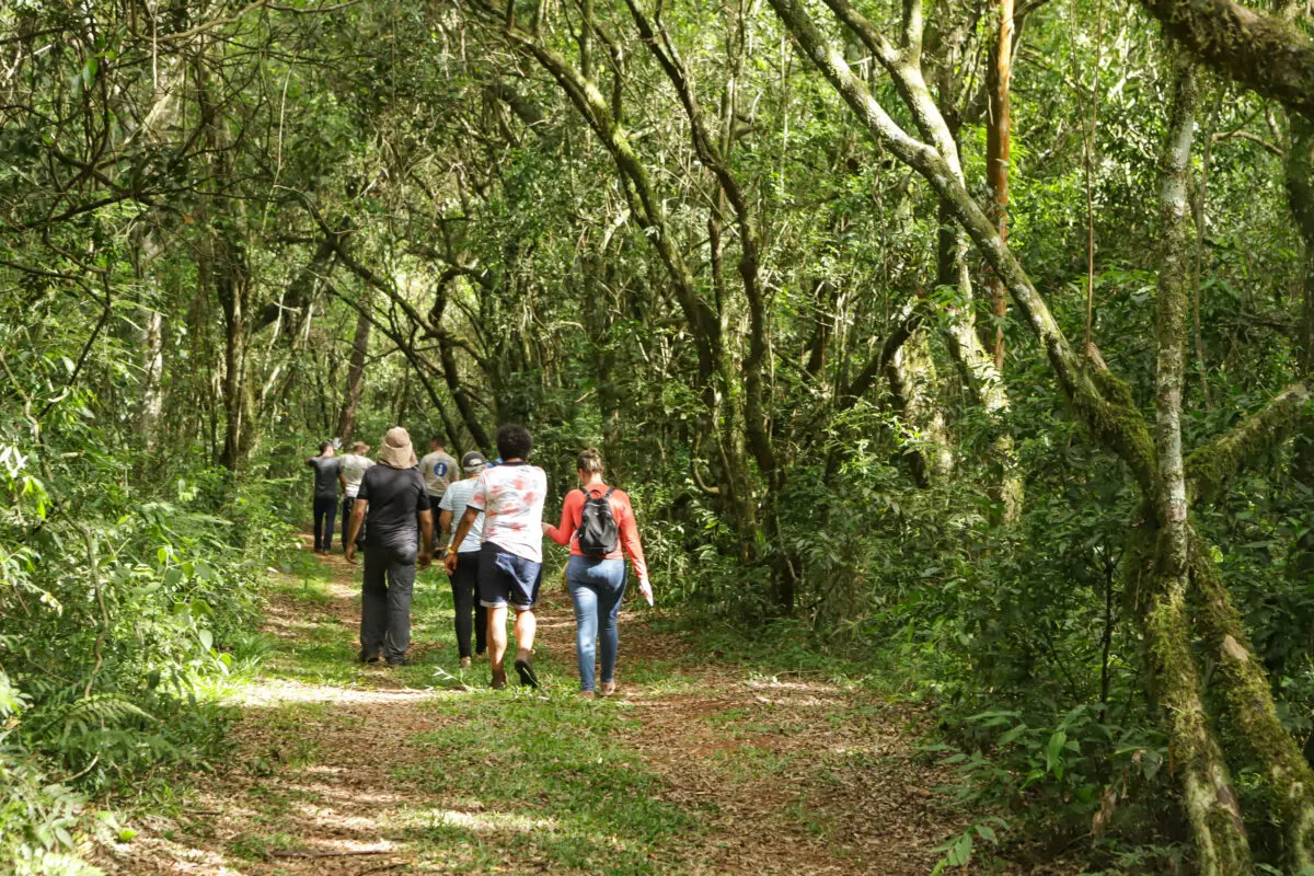 A trilha dos Caminhos do Peabiru