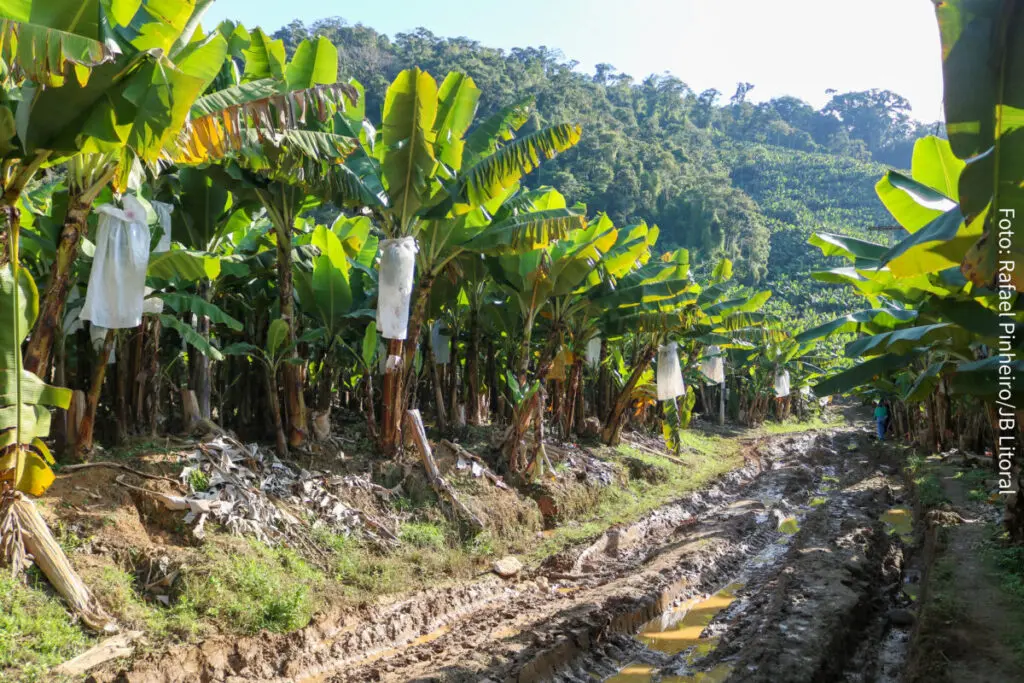 banana Guaratuba