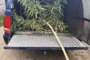 Planta com mais de dois metros foi apreendida