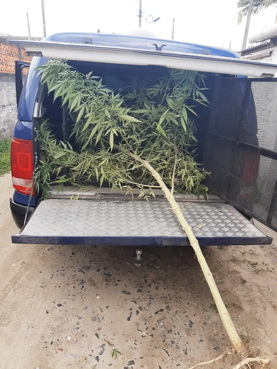 Planta com mais de dois metros foi apreendida