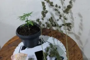 Na abordagem foram apreendios porções e mudas de maconha, além de dinheiro miúdo