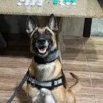 Polícia Rodoviária apreende drogas com casal