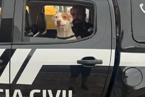 Resgate cachorro abandonado