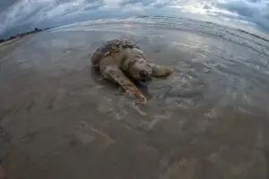 tartaruga guaratuba