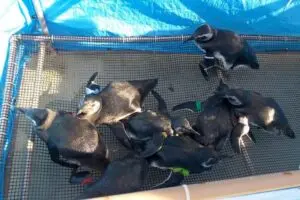 PINGUINS