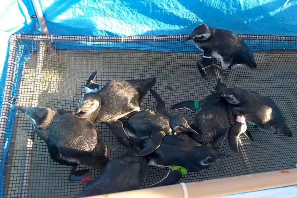 PINGUINS
