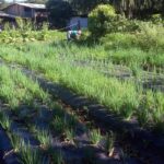 renda-de-pequenos-agricultores-de-paranagua-aumenta-15