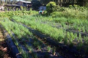 renda-de-pequenos-agricultores-de-paranagua-aumenta-15