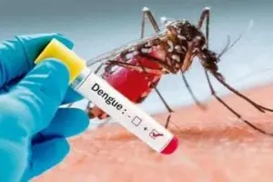 Aedes aegypt