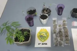 Plantas estavam se desenvolvendo em estufa improvisada