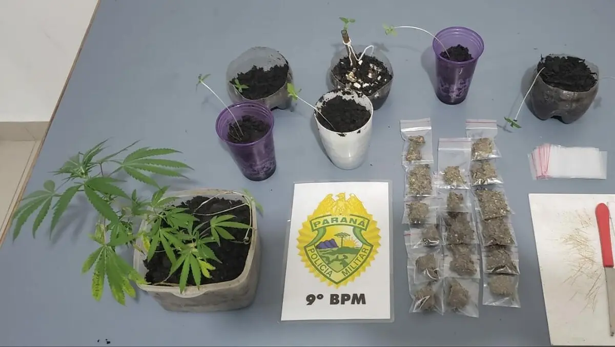 Plantas estavam se desenvolvendo em estufa improvisada