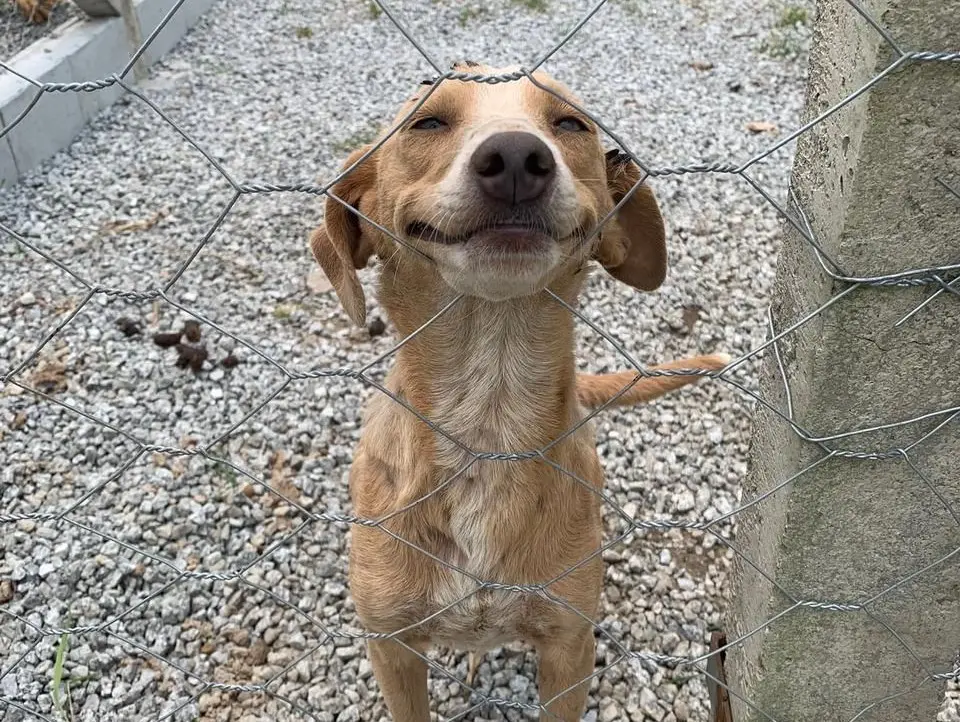 cão, adoação, cachorro