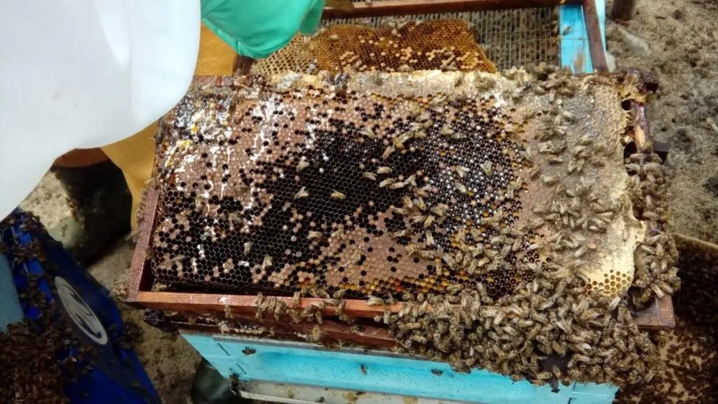 Foto: Prefeitura de Guaratuba
