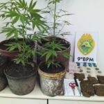 Plantas estavam no quintal da casa onde o suspeito foi abordado