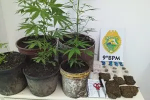 Plantas estavam no quintal da casa onde o suspeito foi abordado