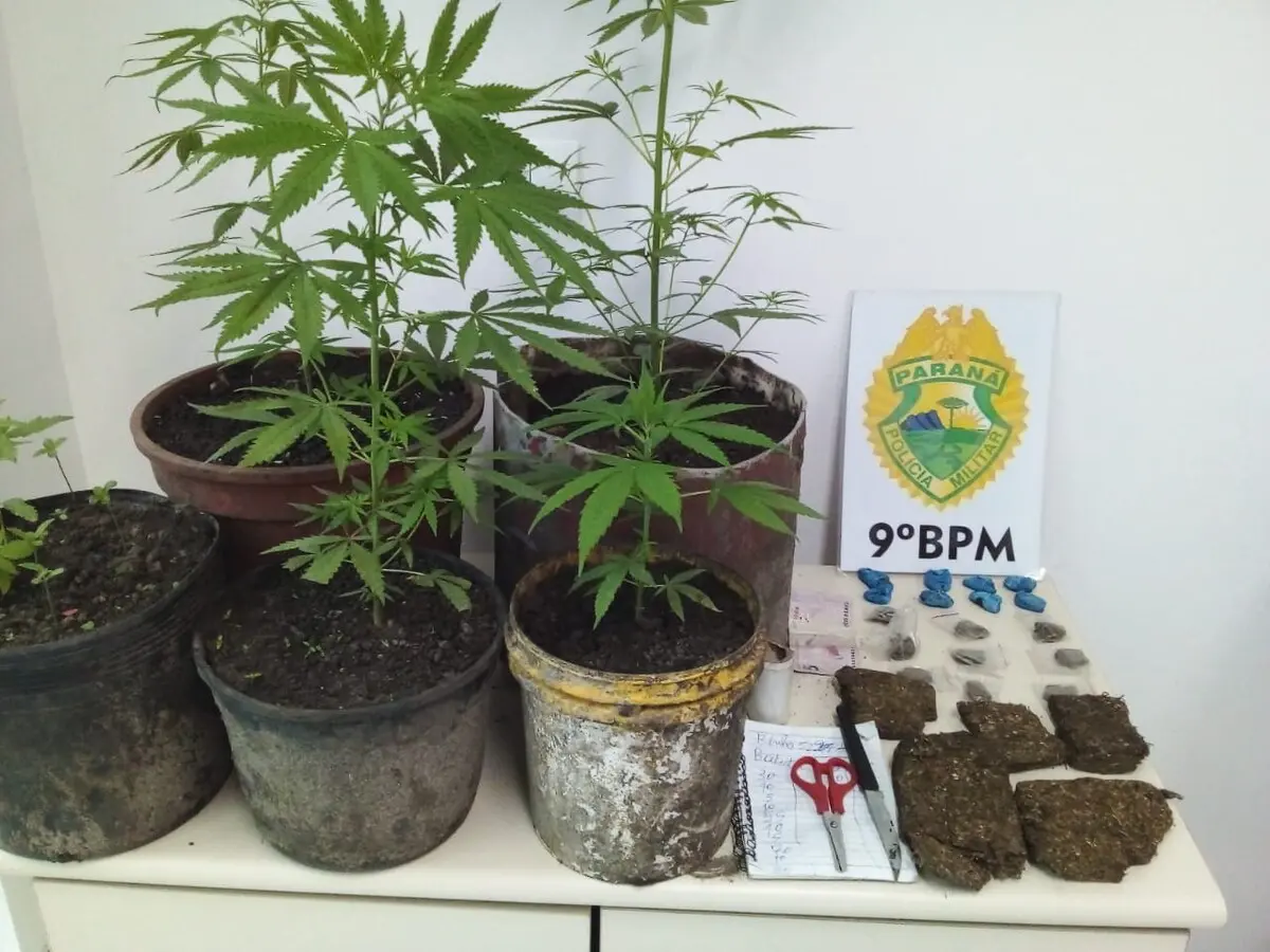 Plantas estavam no quintal da casa onde o suspeito foi abordado