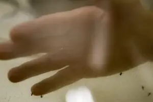 dengue