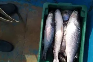 Peixes tainhas