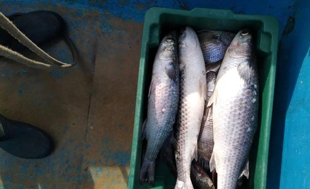 Peixes tainhas