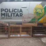 Força Verde apreensão gaiola 6