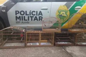 Força Verde apreensão gaiola 6