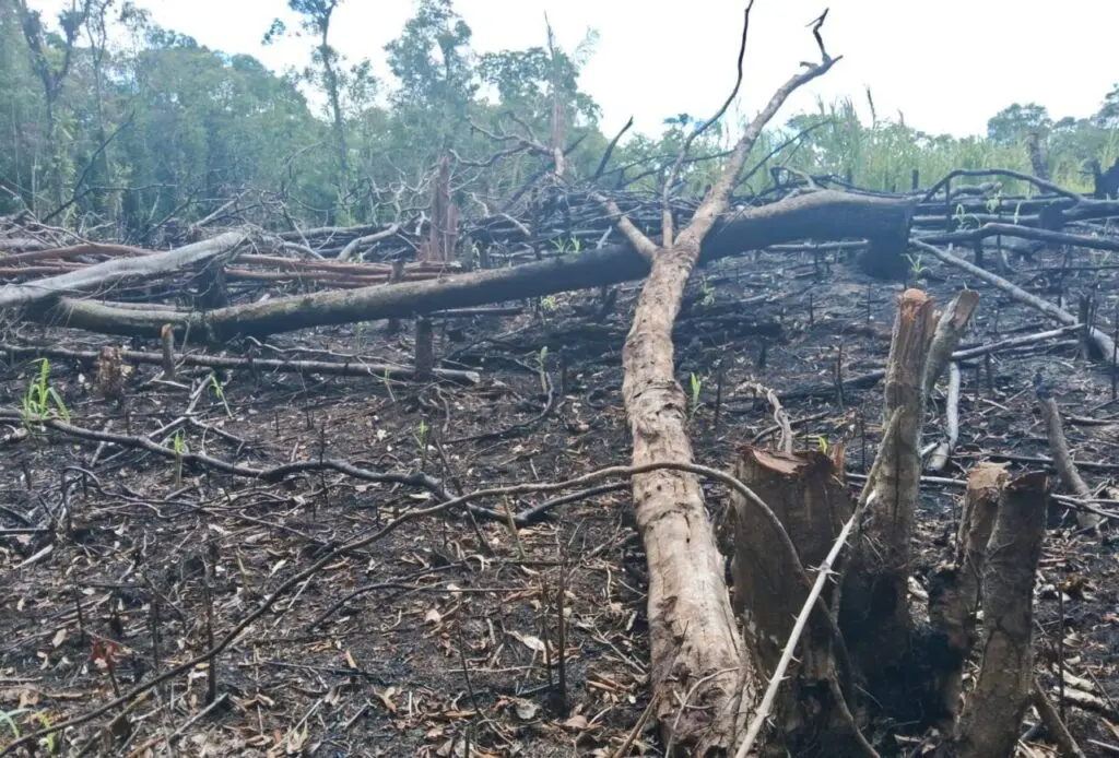 Polícia Ambiental Força Verde 3