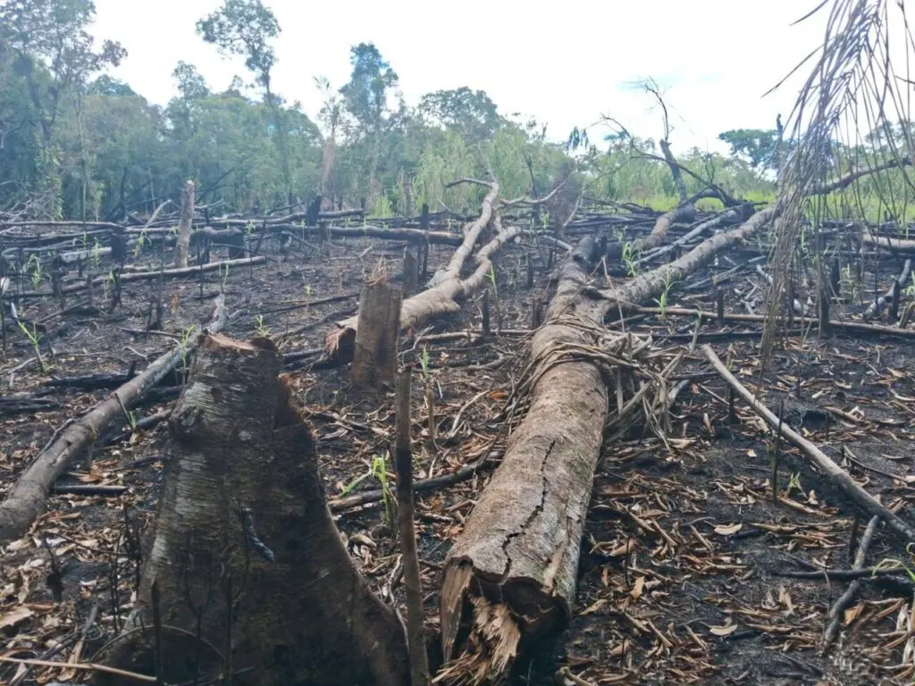 Polícia Ambiental Força Verde 4