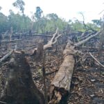 Polícia Ambiental Força Verde 4