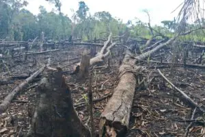 Polícia Ambiental Força Verde 4