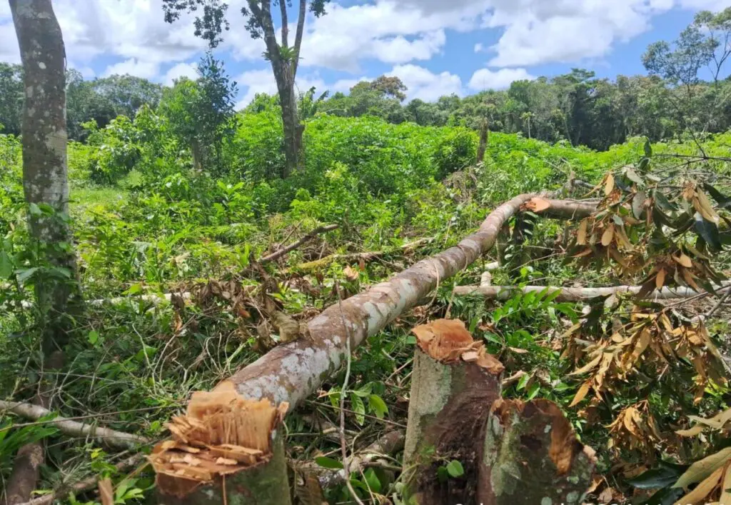 Polícia Ambiental Força Verde 5