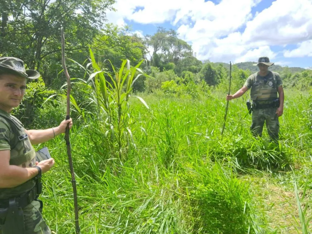 Polícia Ambiental Força Verde 6