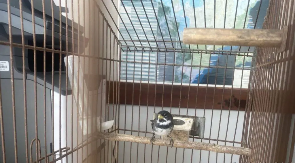 Apreensão pássaro Guaratuba