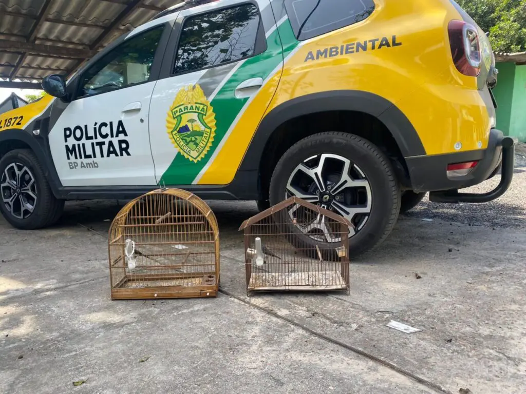 Apreensão pássaro Guaratuba 3