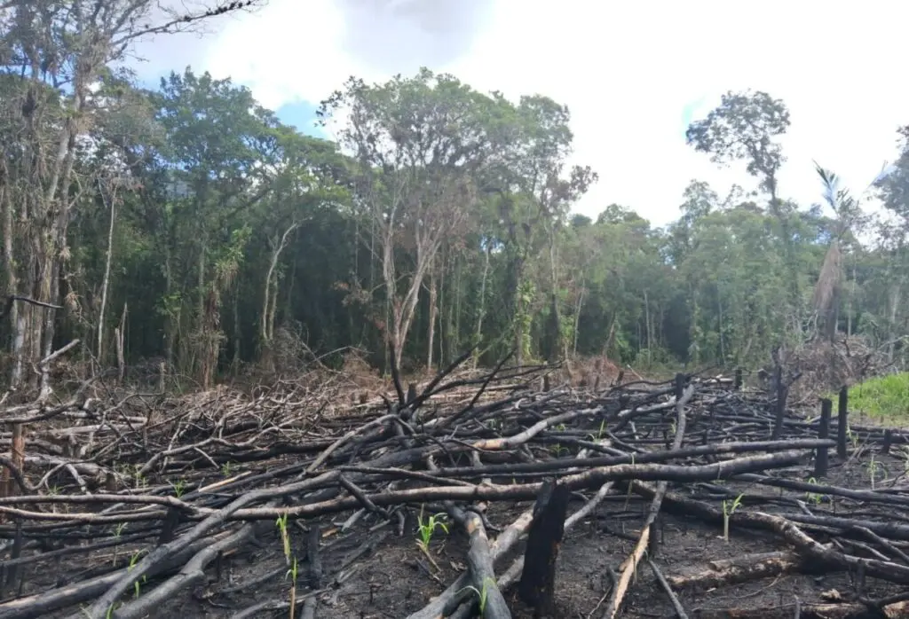 Força Verde 1