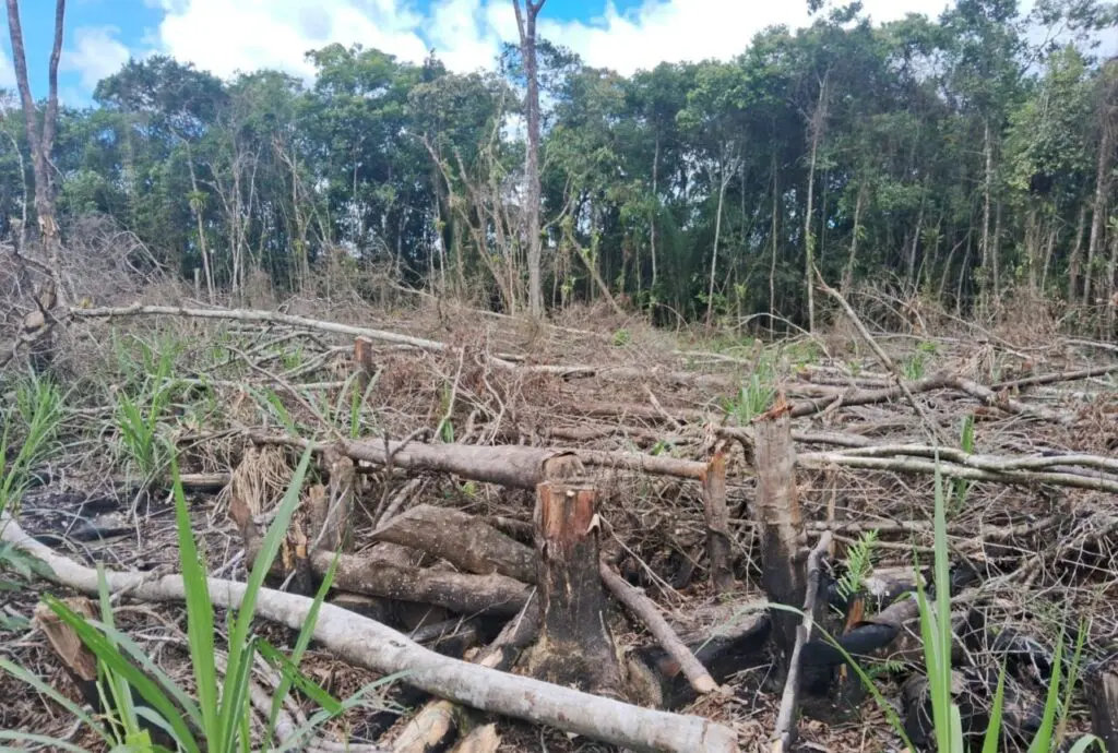 Força Verde 2